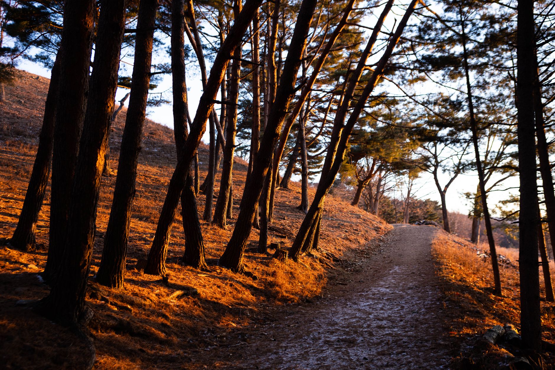 Warm, sunlit forest path, reflecting the calm, rooted care Brookside Urgent Care offers across California